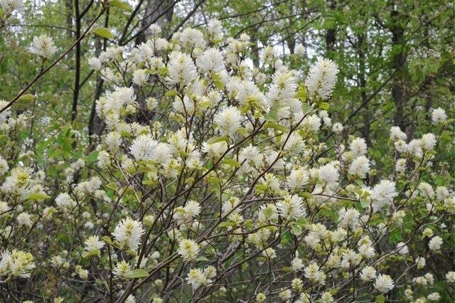 Fothergilla great shrub fothergilla a multiseason star A Way To Garden