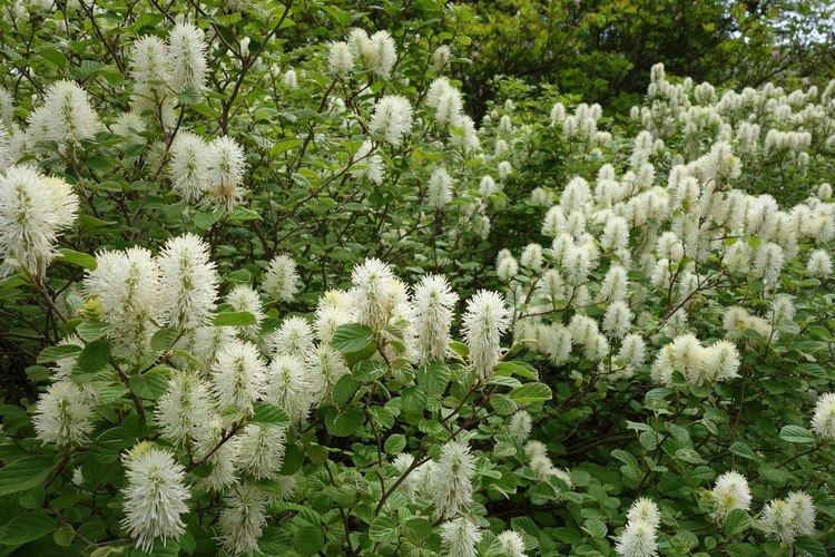 Fothergilla How to Grow Fothergilla grow fothergilla shrubs garden fothergilla