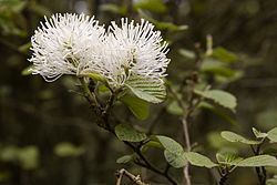 Fothergilla Fothergilla Wikipedia