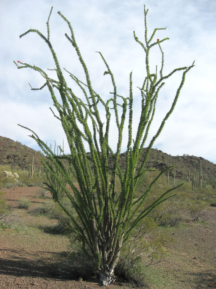 Fouquieria splendens FileFouquieria splendens Organ Pipe Cactus NMjpg Wikimedia Commons