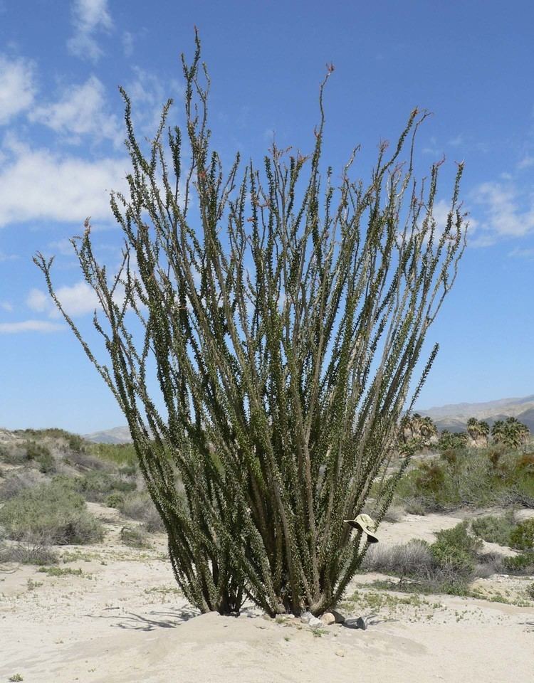 Fouquieria splendens Fouquieria splendens Engelm Checklist View