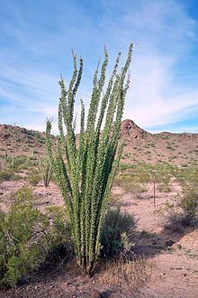 Fouquieria splendens httpsuploadwikimediaorgwikipediacommonsthu