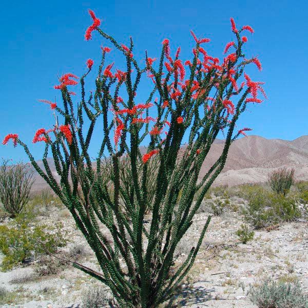 Fouquieria splendens Ocotillo Desert Coral Fouquieria splendens My Garden Life