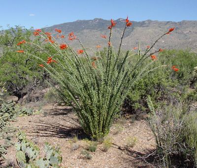 Fouquieria splendens Fouquieria splendens Ocotillo Candlewood Coach Whip Coachwhip