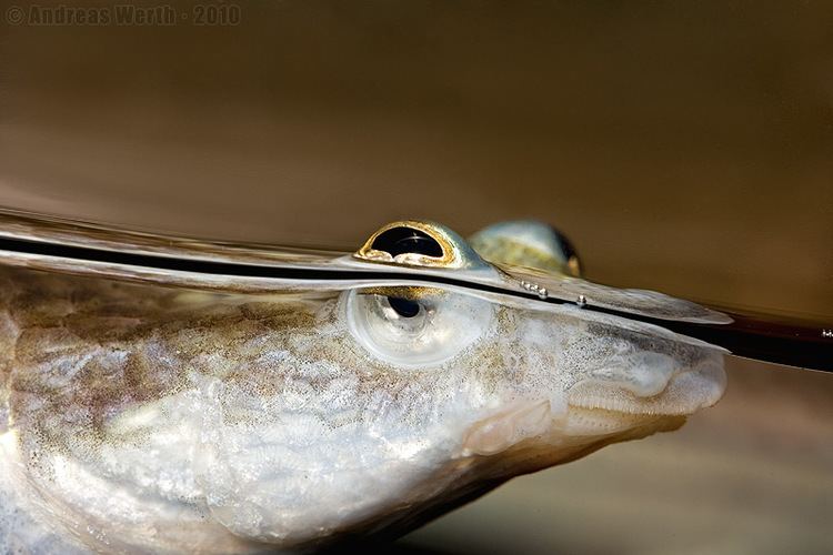 Four-eyed fish FourEyes The Quantum Biologist