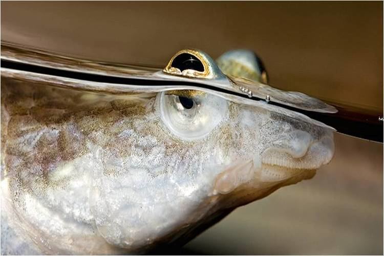 Four-eyed fish Anableps also known as the four eyed fish interestingasfuck