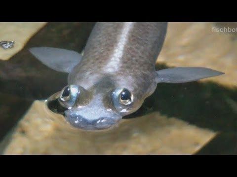 Four-eyed fish HD Fish you haven39t seen before Foureyed fish Vieraugen