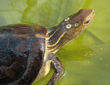 Four-eyed turtle httpsuploadwikimediaorgwikipediacommonsthu
