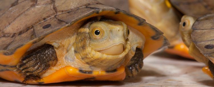 Four-eyed turtle Foureyed Turtle Tennessee Aquarium