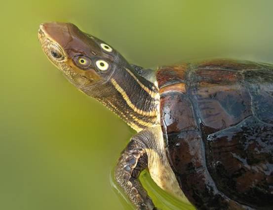 Four-eyed turtle SOA WEB STATION