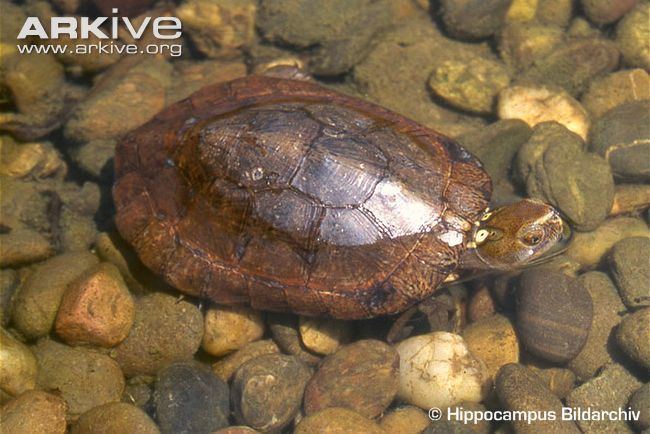 Four-eyed turtle Foureyed turtle videos photos and facts Sacalia quadriocellata