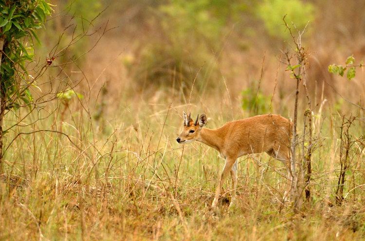 Four-horned antelope Fourhorned Antelope Tetracerus quadricornis Ground Mammals