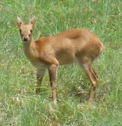Four-horned antelope httpsuploadwikimediaorgwikipediacommons22