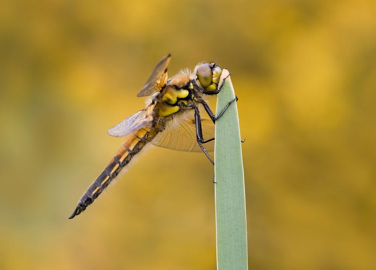 Four-spotted chaser Spotted Chaser 5