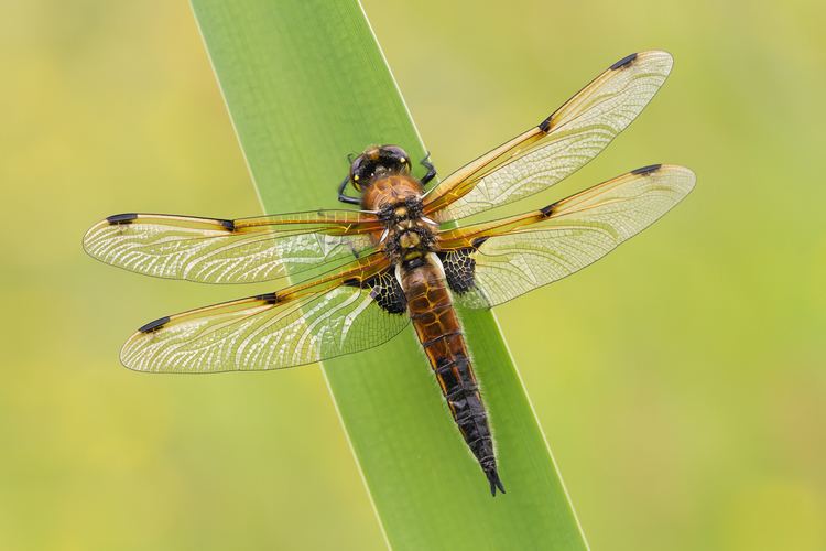 Four-spotted chaser Spotted Chaser 6