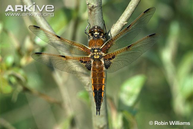 Four-spotted chaser Fourspotted chaser videos photos and facts Libellula