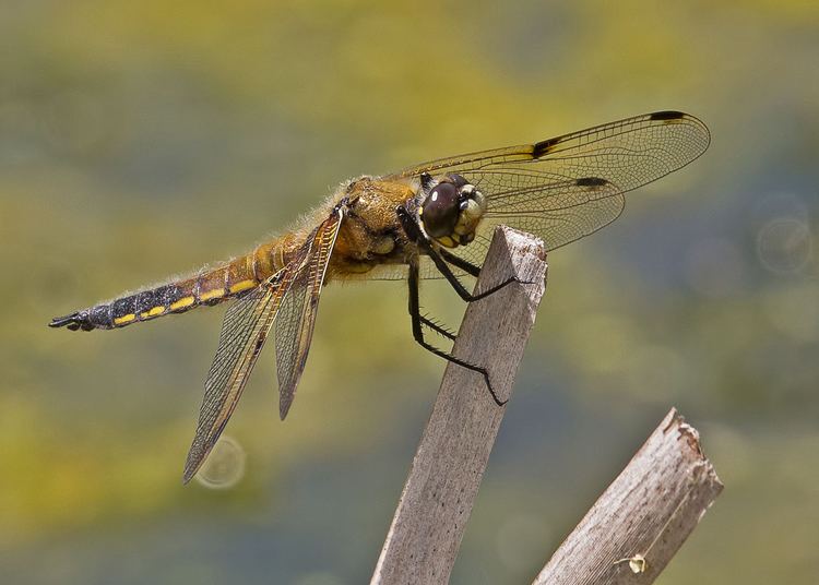 Four-spotted chaser Fourspotted Chaser britishdragonfliesorguk