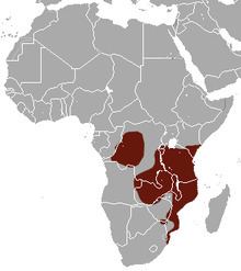Four-toed elephant shrew Fourtoed elephant shrew Wikipedia