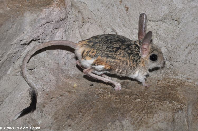 Four toed jerboa - Alchetron, The Free Social Encyclopedia