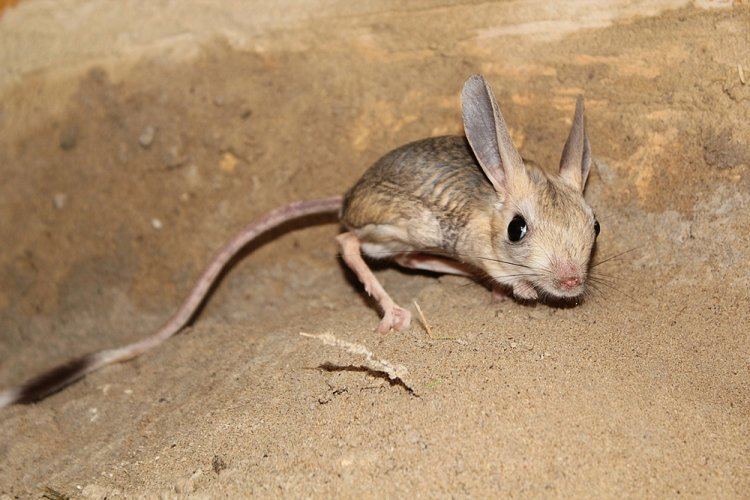 Four toed jerboa - Alchetron, The Free Social Encyclopedia