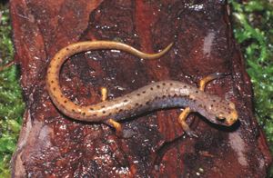 Four-toed salamander DNR Fourtoed Salamander Hemidactylium scutatum