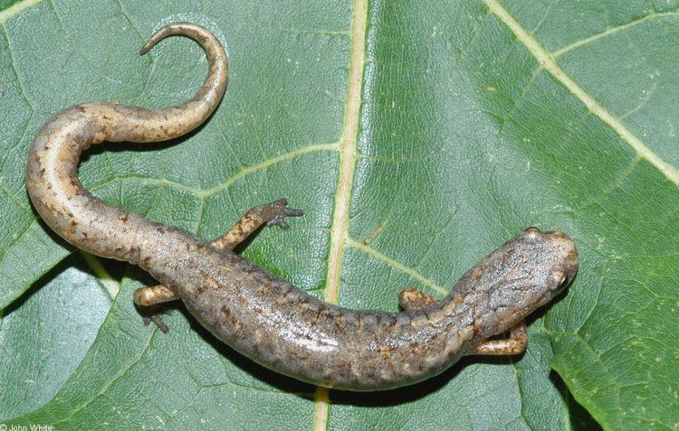 Four-toed salamander Fourtoed Salamander