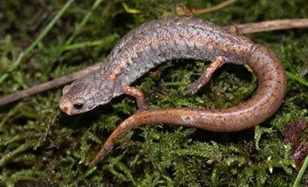 Four-toed salamander srelherpugaedusalamanderspicshemscu210jpg