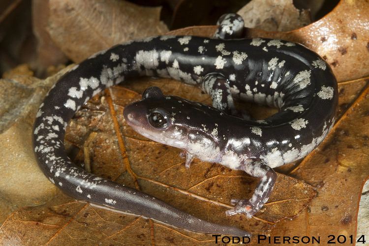 Fourche Mountain salamander httpsc1staticflickrcom4371214308008892c47