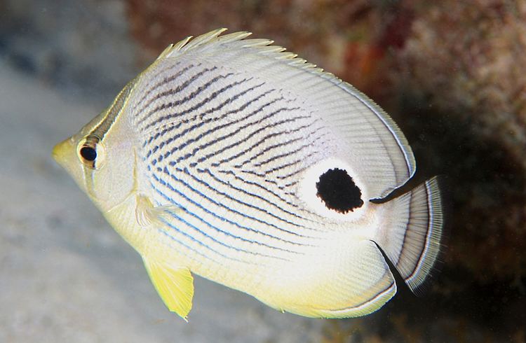 Foureye butterflyfish FileFourEye Butterflyfish 8422762054jpg Wikimedia Commons