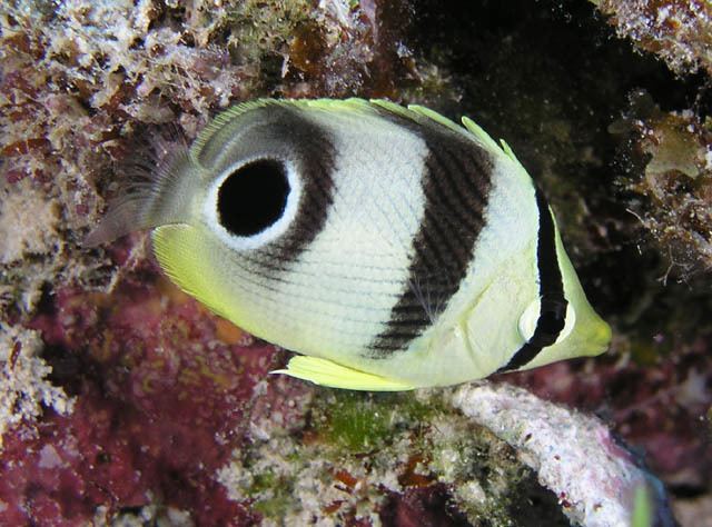 Foureye butterflyfish Fish Fridays from the Riviera MayaFour Eyed Butterfly Fish Abyss