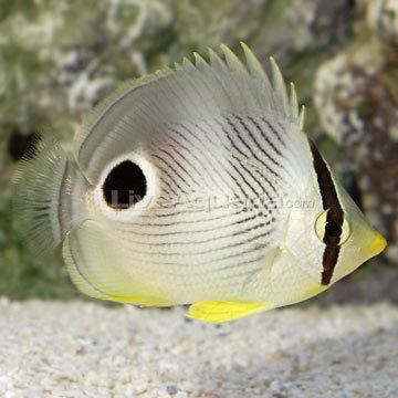 Foureye butterflyfish Saltwater Aquarium Fish for Marine Aquariums Four Eyed Butterflyfish