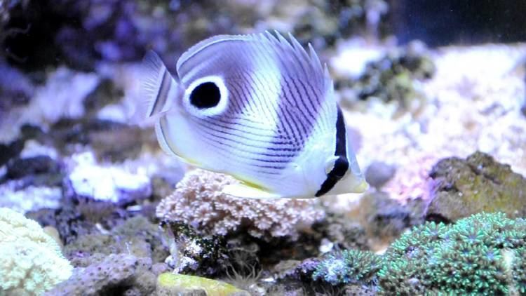 Foureye butterflyfish Foureye Butterflyfish added to SPS Reef Tank for Aiptaisa control