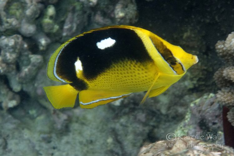 Fourspot butterflyfish Fourspot Butterflyfish Chaetodon quadrimaculatus