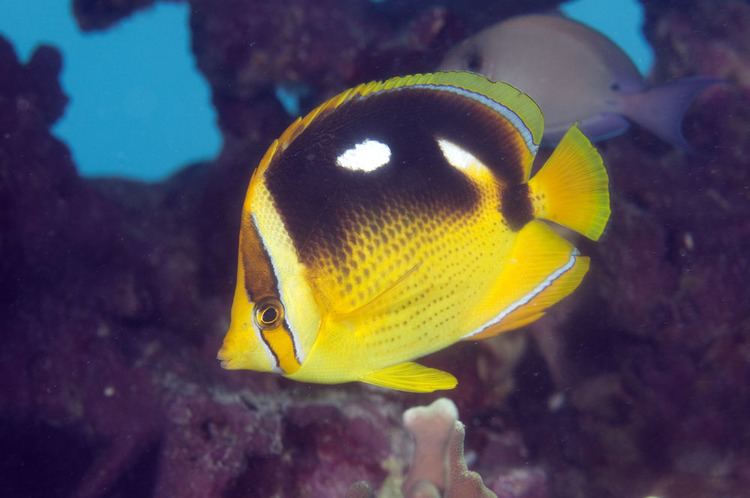 Fourspot butterflyfish Photos of butterflyfishes Chaetodontidae