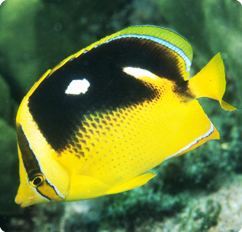 Fourspot butterflyfish httpswwwbluezooaquaticscomimagesproductsFi