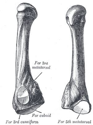 Fourth metatarsal bone