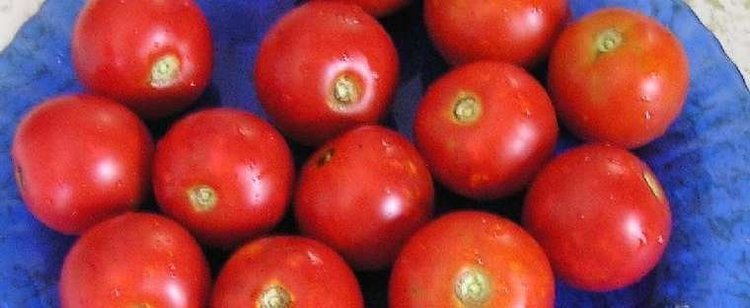 Fourth of July tomato Tomato Lycopersicon lycopersicum 39Fourth of July39