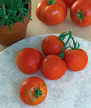 Fourth of July tomato Fourth Of July Hybrid Tomato Seeds and Plants Vegetable Gardening