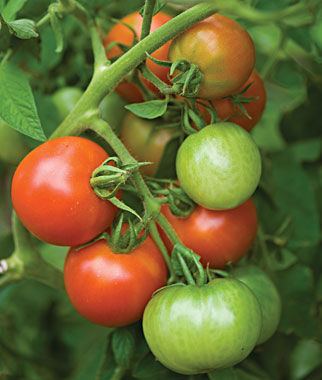 Fourth of July tomato Fourth Of July Hybrid Tomato Seeds and Plants Vegetable Gardening