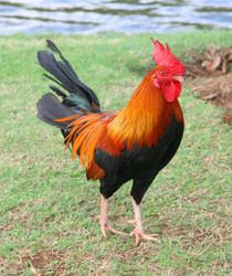 Fowl https2imimgcomdata2BXAGMY4025417naatuk