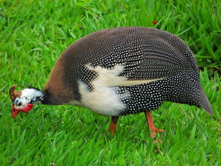 Fowl The Joys of Keeping Guinea Fowl Pets4Homes