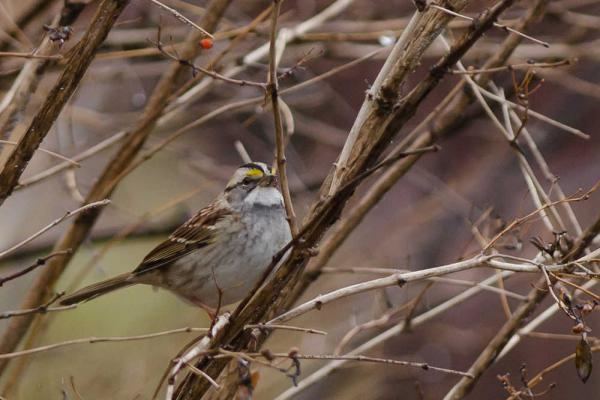 Fowl Weather movie scenes This White throated Sparrow was found in Seward this November far north of their