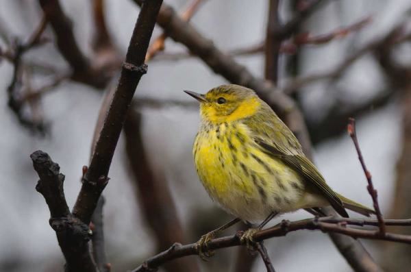 Fowl Weather movie scenes Luke DeCicco photographed the first Kenai Peninsula record of this Cape May Warbler in Seward on