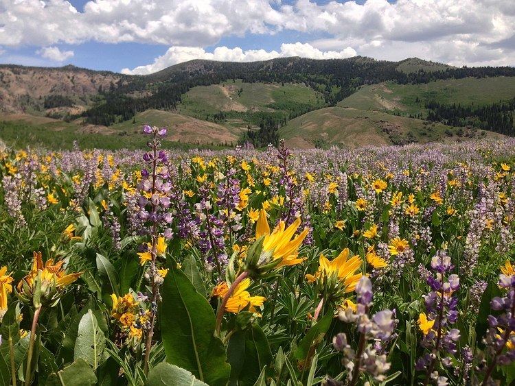 Fox Creek Range