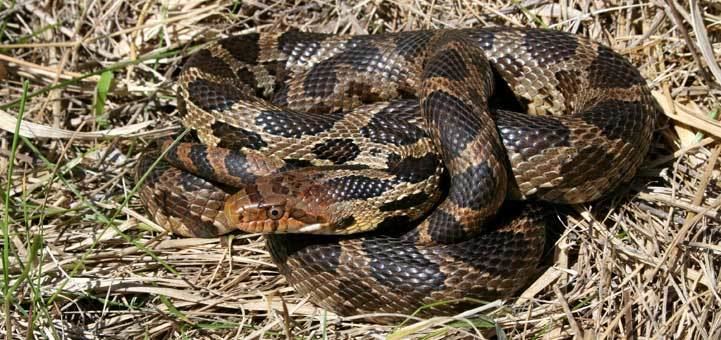 Fox snake Reptiles and Amphibians of Ontario A New Ontario Reptile and