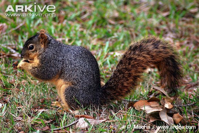 Fox squirrel Eastern fox squirrel videos photos and facts Sciurus niger ARKive