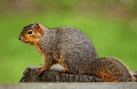 Illinois squirrels   Attic Solutions Blog