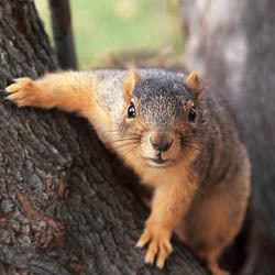 Fox squirrel DNR Fox Squirrel