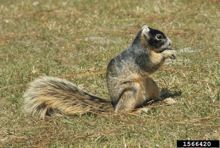 Fox squirrel Fox Squirrel Sciurus niger NatureWorks