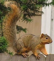 Fox squirrel httpsuploadwikimediaorgwikipediacommonsthu